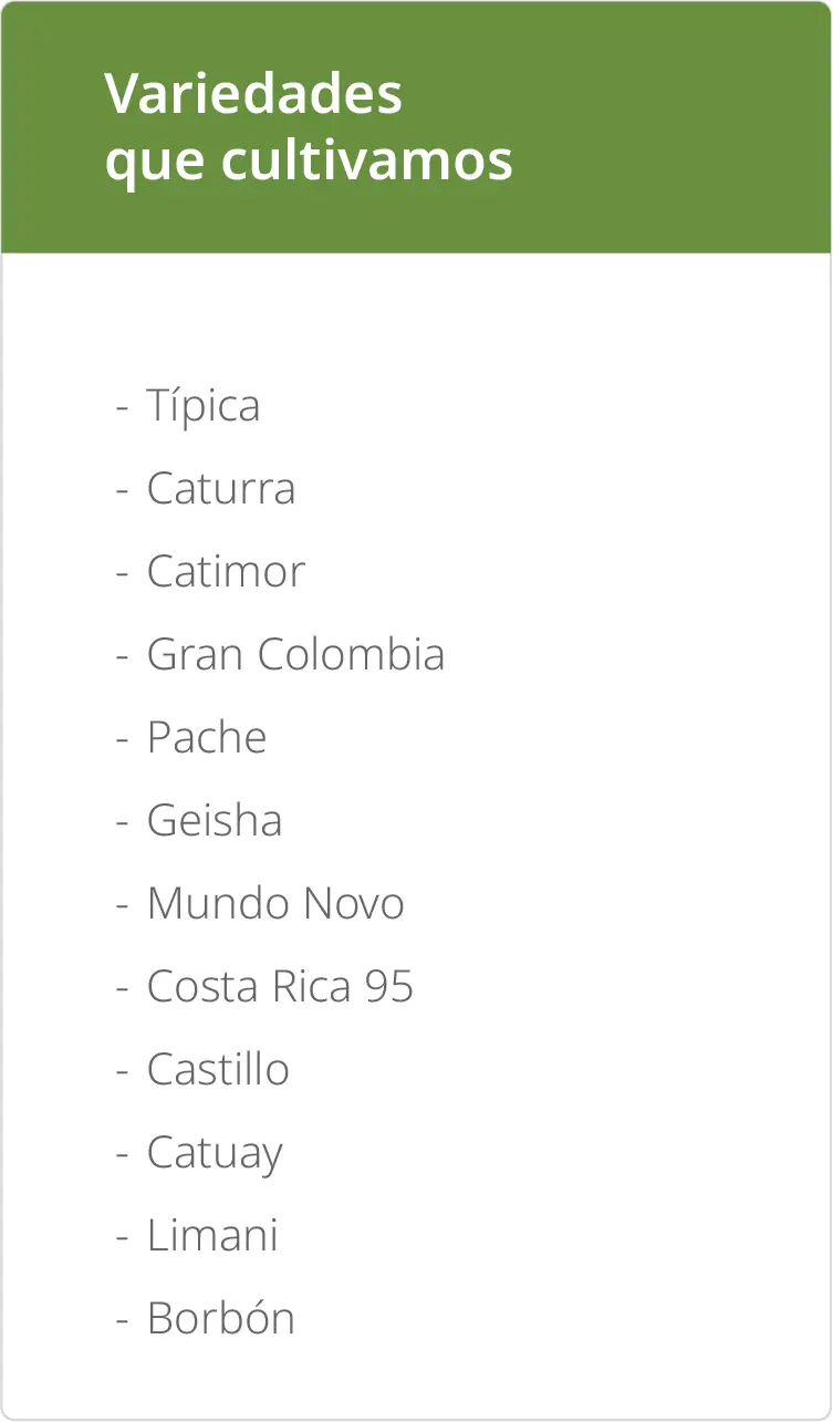 Clones de cacao